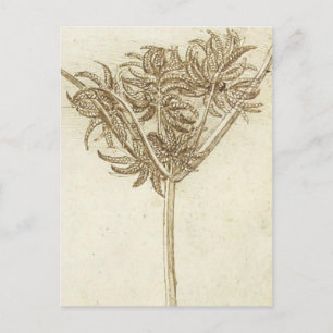 Sedge.jpg door Leonardo da Vinci Briefkaart