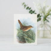 Sedge Wren  Bird Illustratie Briefkaart (Staand voorkant)