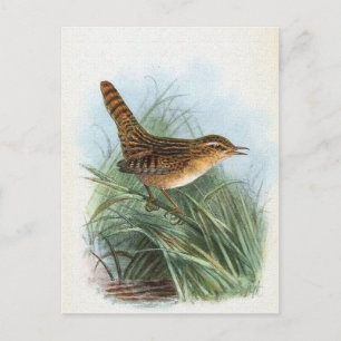Sedge Wren  Bird Illustratie Briefkaart