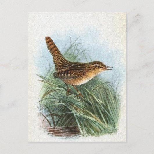 Sedge Wren  Bird Illustratie Briefkaart (Voorkant)