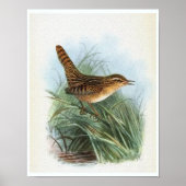 Sedge Wren  Bird Illustratie Poster (Voorkant)