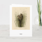 Sedge Wren van Audubon's Birds of America Kaart (Achterkant)