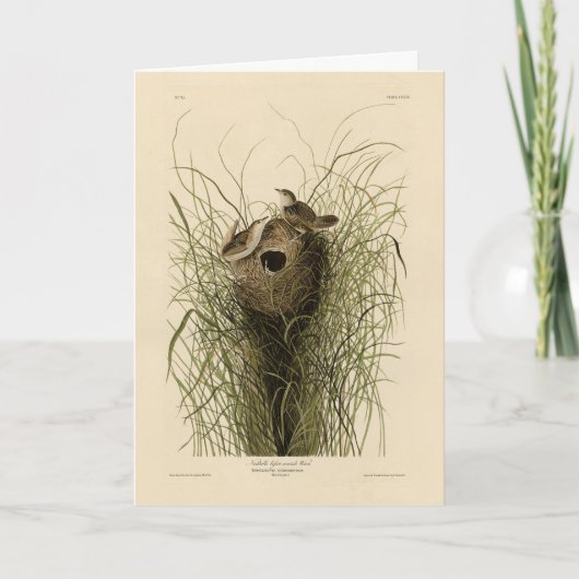 Sedge Wren van Audubon's Birds of America Kaart (Voorkant)