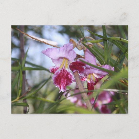 Sedona Bloemen Briefkaart (Voorkant)