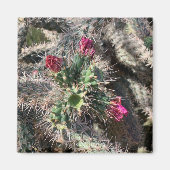 Sedona Pink Cactus Bloom Desert Magnet (Voorkant)