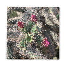 Sedona Pink Cactus Bloom Desert Magnet