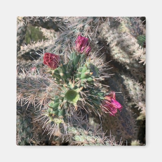 Sedona Pink Cactus Bloom Desert Magnet (Voorkant)