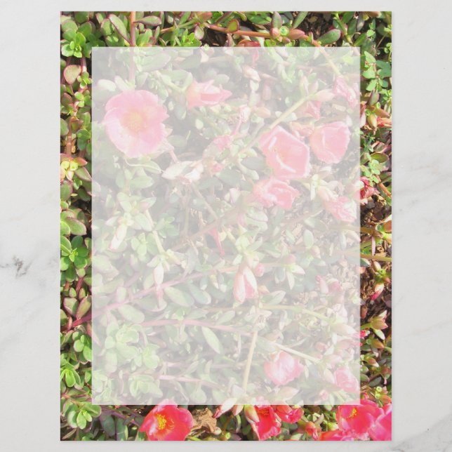 Sedum (Voorkant)