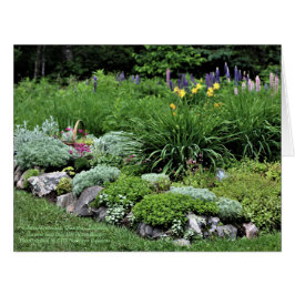 Sedum Artemisia Dianthus Rock Bed Lupine Lillies