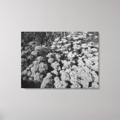 Sedum Autumn Joy (B&W) Canvas Afdruk (Voorkant)