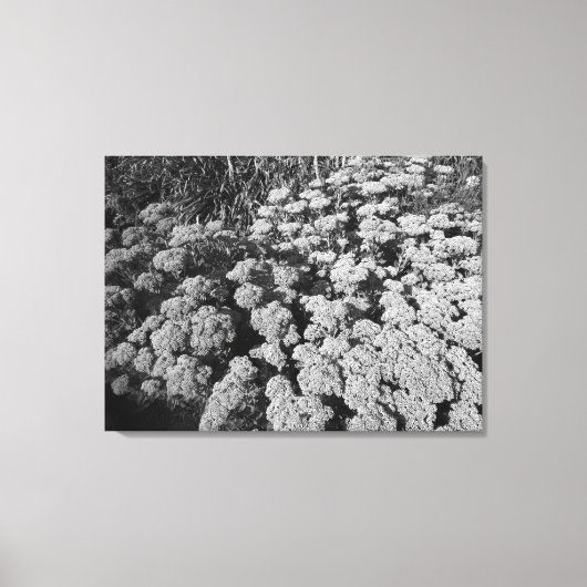 Sedum Autumn Joy (B&W) Canvas Afdruk (Voorkant)