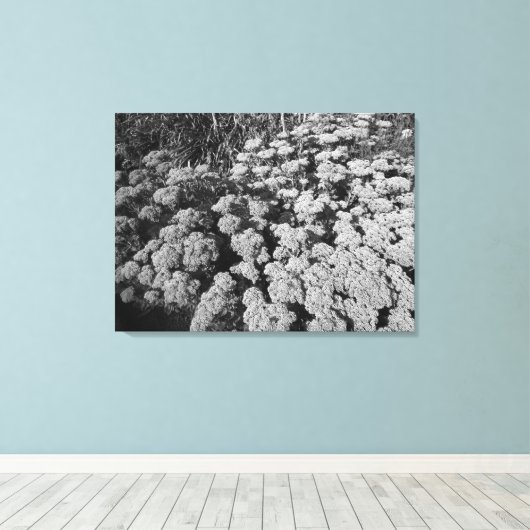 Sedum Autumn Joy (B&W) Canvas Afdruk (Insitu (Houten vloer))