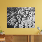 Sedum Autumn Joy (B&W) Canvas Afdruk (Insitu (Woonkamer))