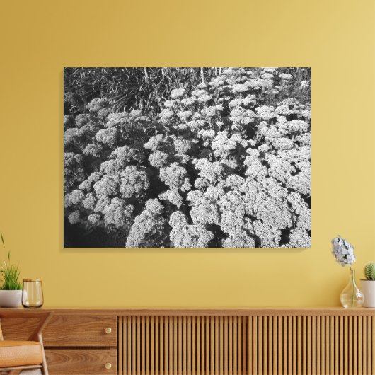 Sedum Autumn Joy (B&W) Canvas Afdruk (Insitu (Woonkamer))