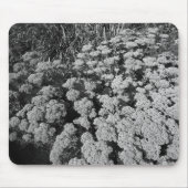 Sedum Autumn Joy (B&W) Muismat (Voorkant)
