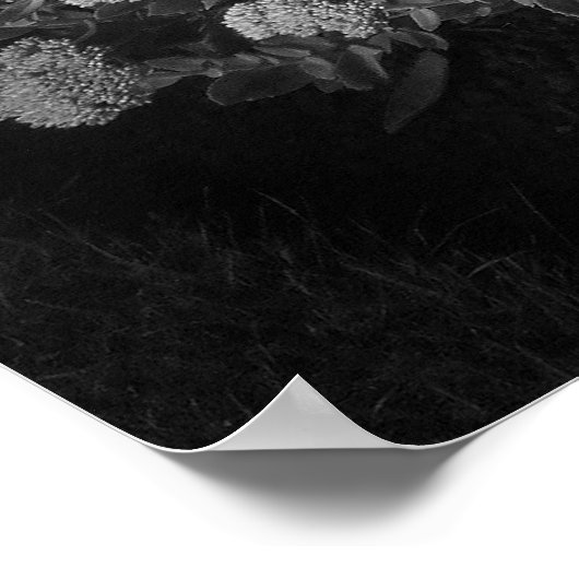 Sedum Autumn Joy (B&W) Poster (Hoek)