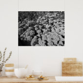 Sedum Autumn Joy (B&W) Poster (Keuken)