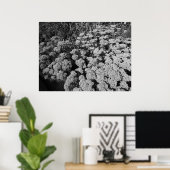 Sedum Autumn Joy (B&W) Poster (Thuiskantoor)