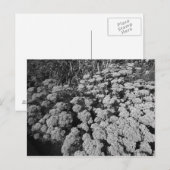 Sedum Autumn Joy Briefkaart (Voorkant / Achterkant)