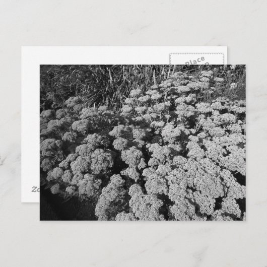 Sedum Autumn Joy Briefkaart (Voorkant / Achterkant)