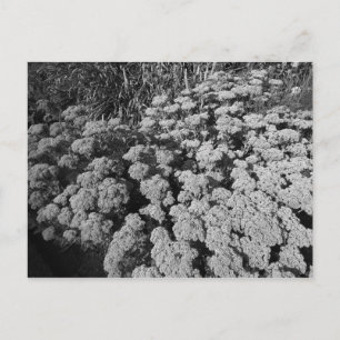 Sedum Autumn Joy Briefkaart