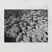 Sedum Autumn Joy Briefkaart (Voorkant)