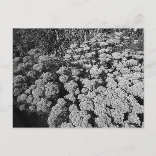 Sedum Autumn Joy Briefkaart (Voorkant)