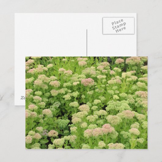 Sedum Autumn Joy Briefkaart (Voorkant / Achterkant)