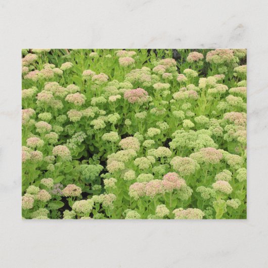 Sedum Autumn Joy Briefkaart (Voorkant)