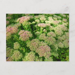 Sedum Autumn Joy Briefkaart