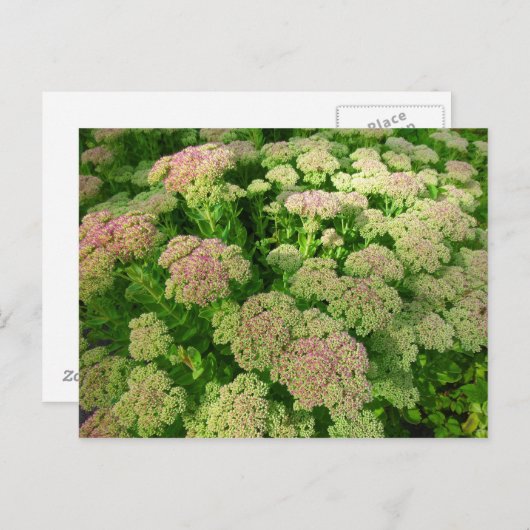 Sedum Autumn Joy Briefkaart (Voorkant / Achterkant)