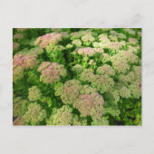 Sedum Autumn Joy Briefkaart (Voorkant)