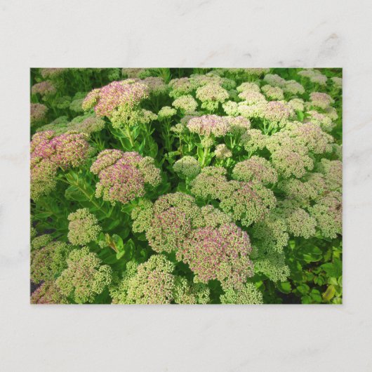 Sedum Autumn Joy Briefkaart (Voorkant)