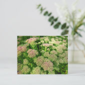 Sedum Autumn Joy Briefkaart (Staand voorkant)