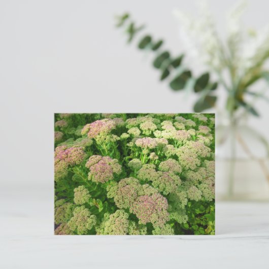 Sedum Autumn Joy Briefkaart (Staand voorkant)