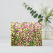 Sedum Autumn Joy Briefkaart (Staand voorkant)