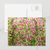Sedum Autumn Joy Briefkaart (Voorkant / Achterkant)