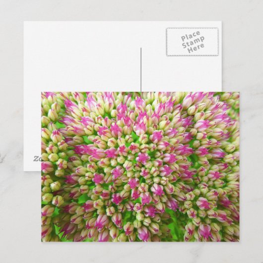 Sedum Autumn Joy Briefkaart (Voorkant / Achterkant)