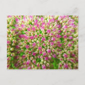 Sedum Autumn Joy Briefkaart (Voorkant)
