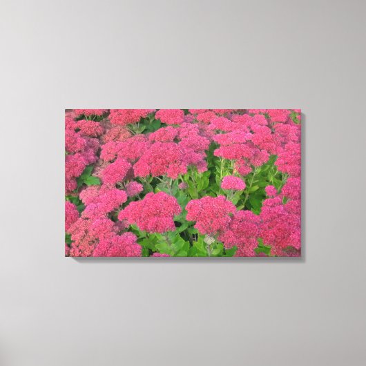 Sedum Autumn Joy Canvas Afdruk (Voorkant)
