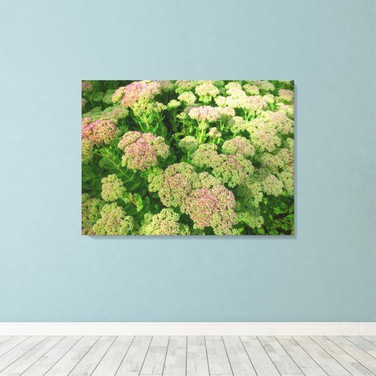 Sedum Autumn Joy Canvas Afdruk (Insitu (Houten vloer))