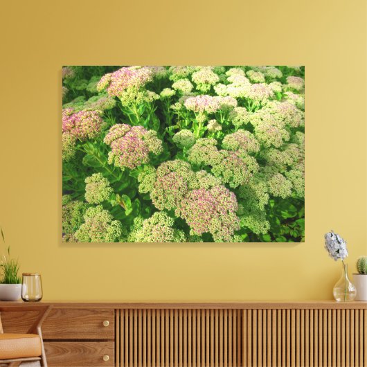 Sedum Autumn Joy Canvas Afdruk (Insitu (Woonkamer))