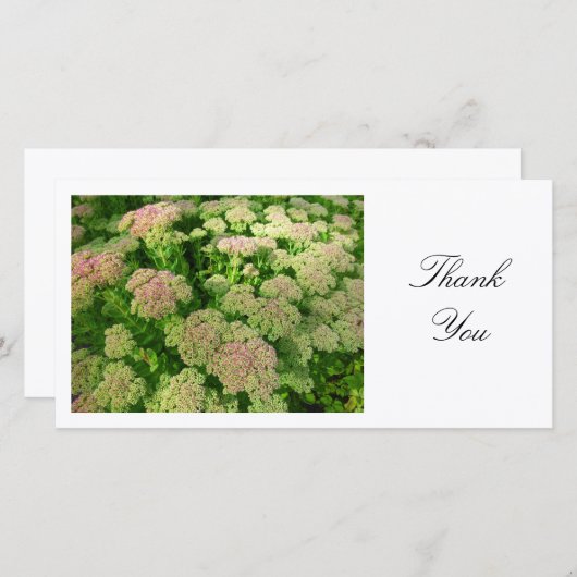Sedum "Autumn Joy" - Dank je wel Bedankkaart (Voorkant / Achterkant)