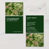 Sedum "Autumn Joy" - Donkergroen Visitekaartje (Voorkant / Achterkant)