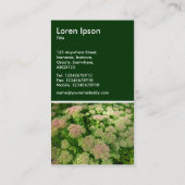 Sedum "Autumn Joy" - Donkergroen Visitekaartje (Achterkant)