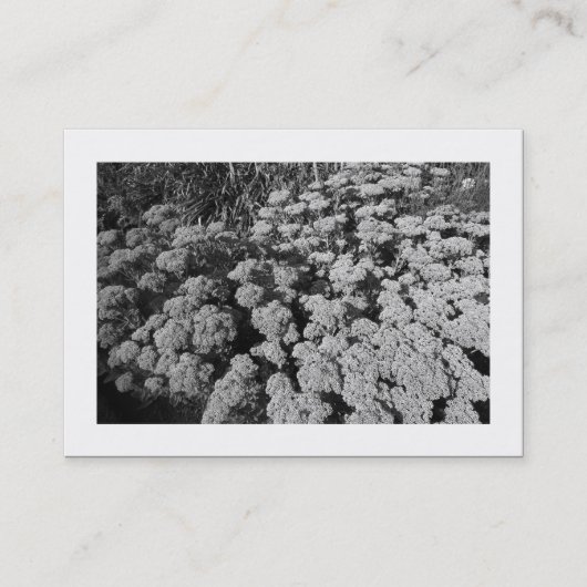 Sedum "Autumn Joy" (Grenzen) Visitekaartje (Voorkant)