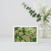 Sedum "Autumn Joy" (Grenzen) Visitekaartje (Staand voorkant)