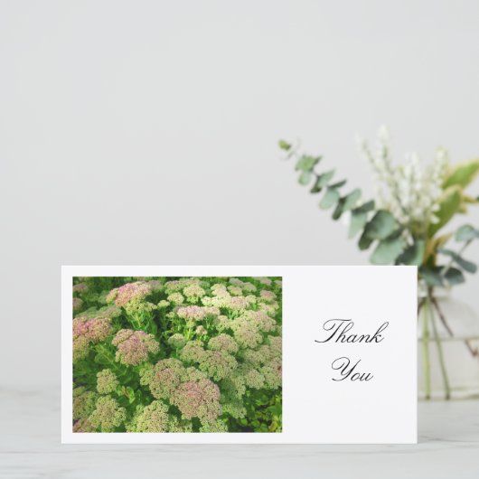 Sedum "Autumn Joy" - Hartelijk dank Bedankkaart (Staand voorkant)