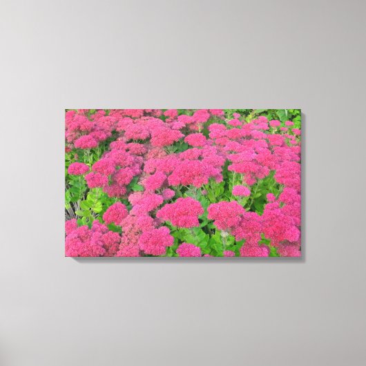 Sedum Autumn Joy II Canvas Afdruk (Voorkant)