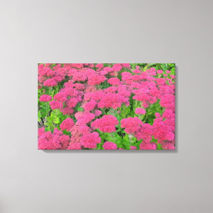Sedum Autumn Joy II Canvas Afdruk
